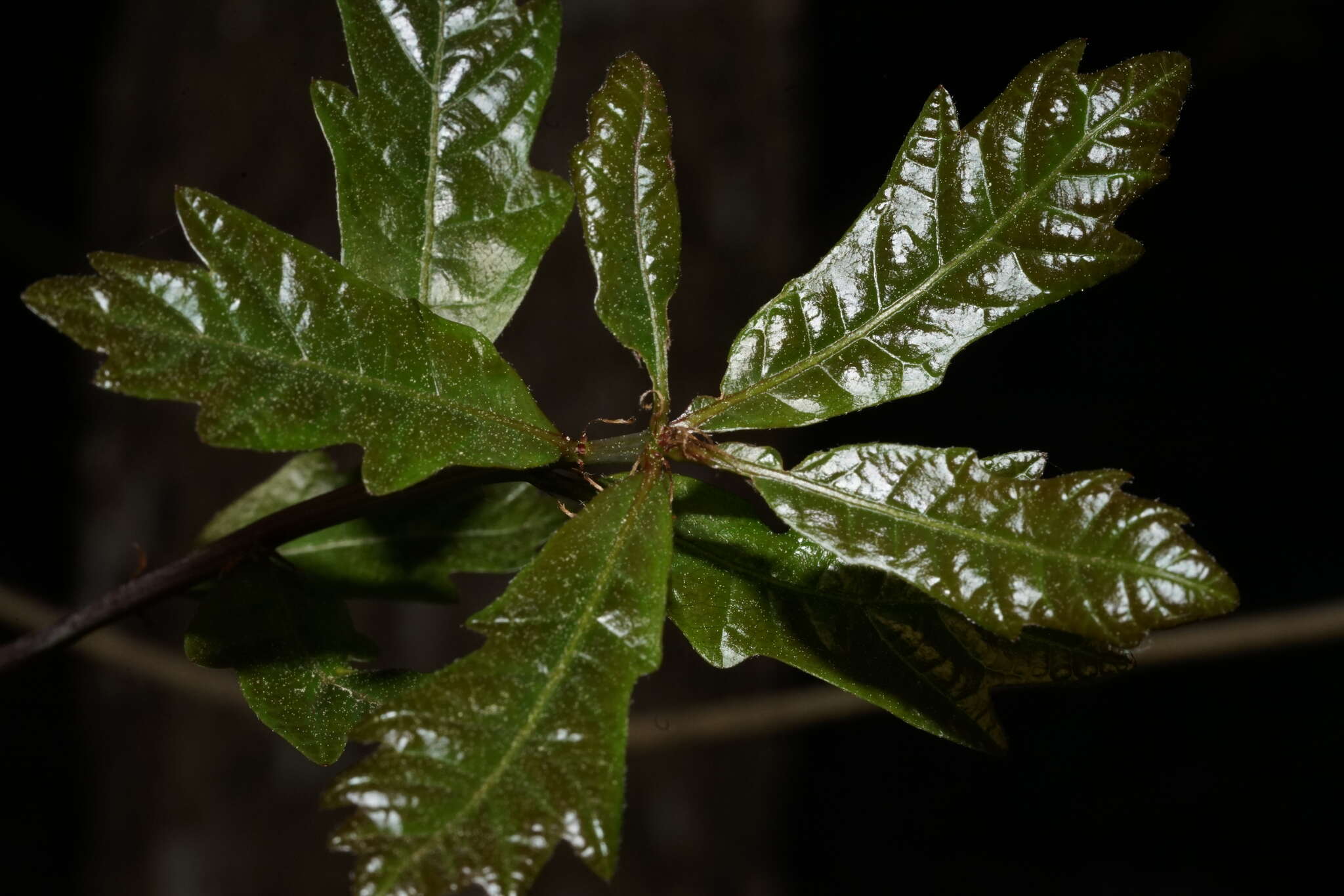 Imagem de Quercus austrina Small