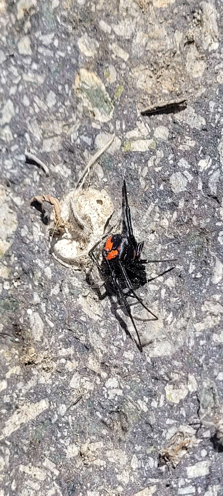 Latrodectus thoracicus Nicolet 1849的圖片