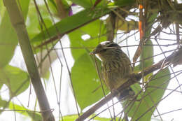 Image of Ochre-rumped Antbird