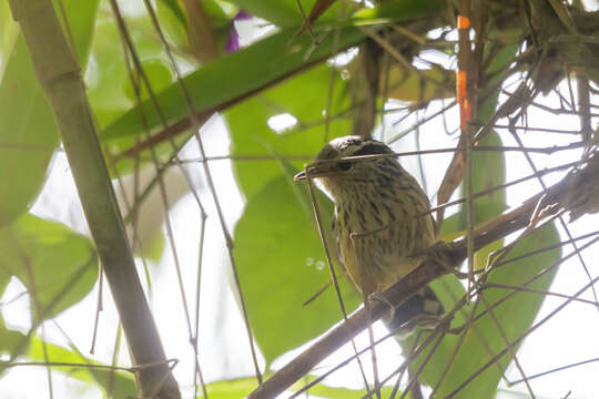 Image of Ochre-rumped Antbird