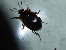 Image of Zeanecrophilus thayerae Newton 1997