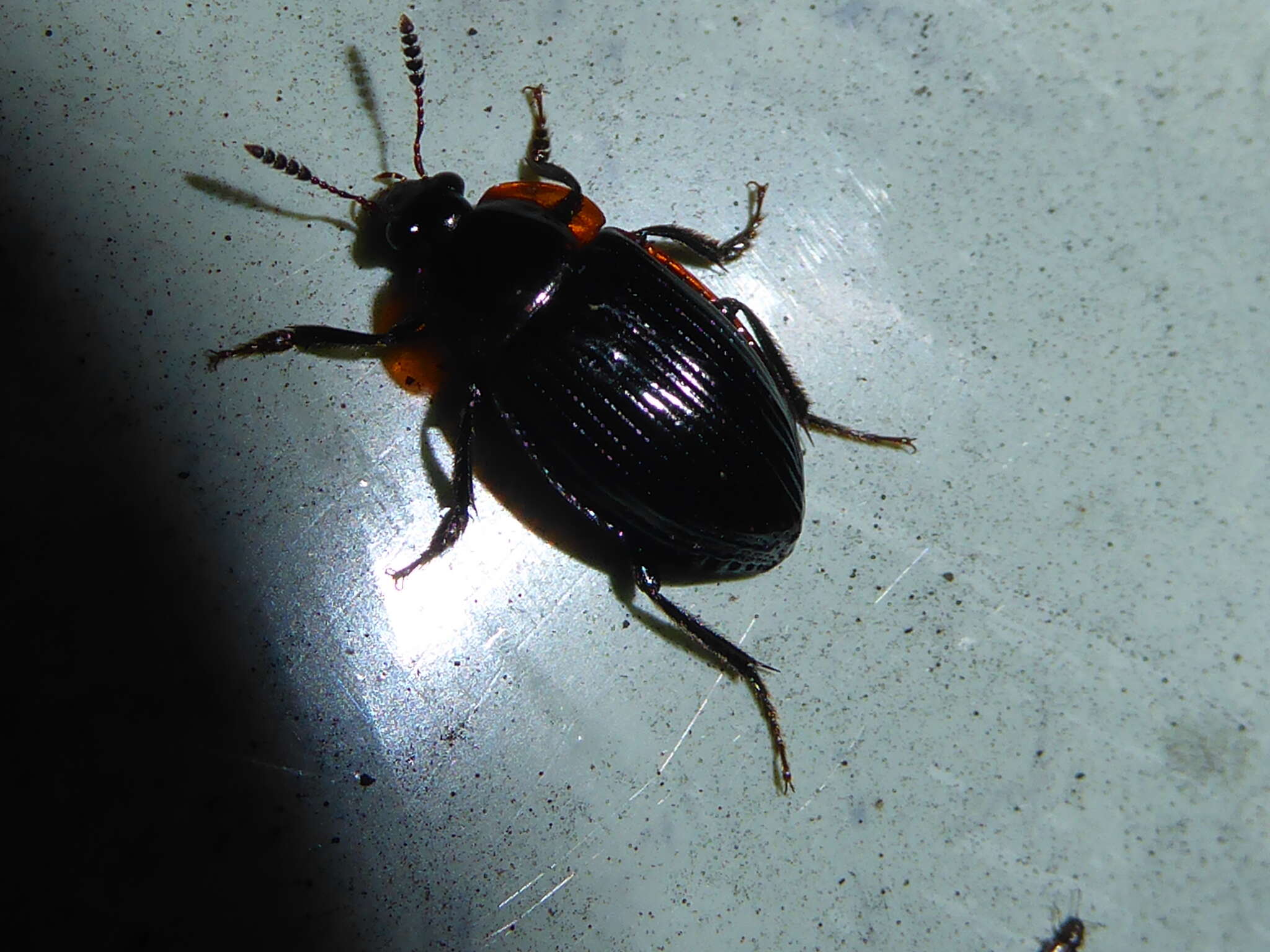 Image of Zeanecrophilus thayerae Newton 1997