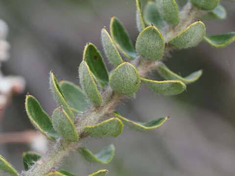 Image of Grevillea buxifolia subsp. buxifolia