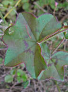 Image of Peltated Geranium