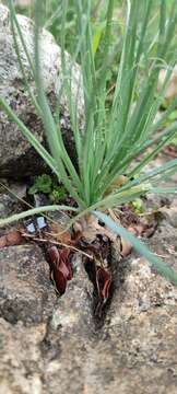 Image of Asphodeline brevicaulis (Bertol.) J. Gay ex Baker