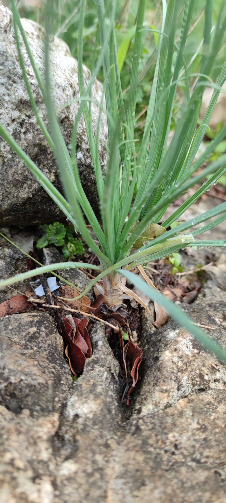 Asphodeline brevicaulis (Bertol.) J. Gay ex Baker的圖片