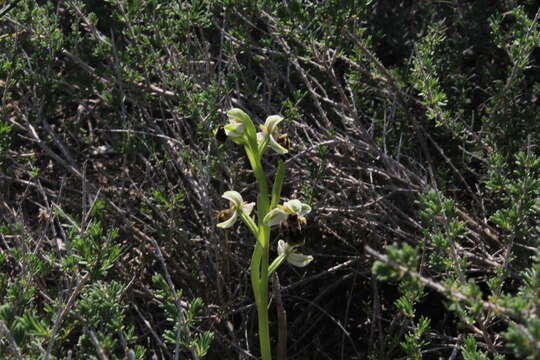 Image of Ophrys umbilicata subsp. beerii Shifman