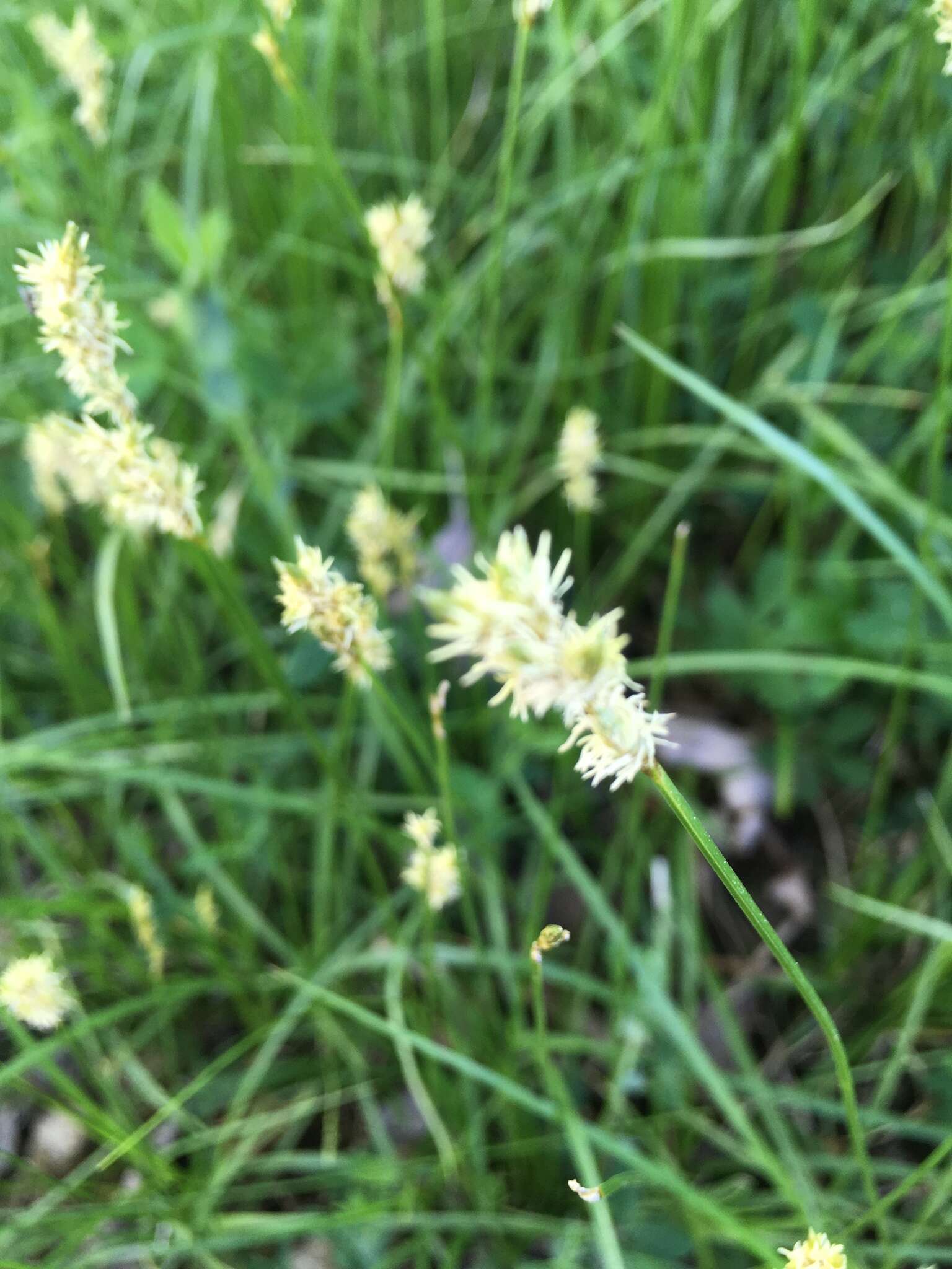 Image of quaking-grass sedge