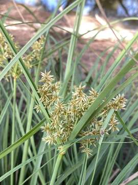 Image of Javanese flatsedge