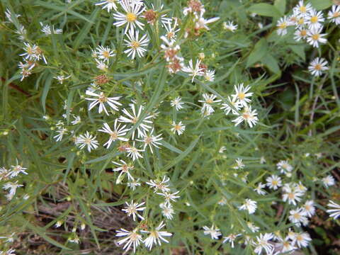 Image de Symphyotrichum boreale (Torr. & A. Gray) A. Löve & D. Löve