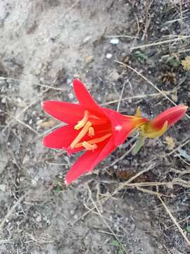 Image of Zephyranthes monantha