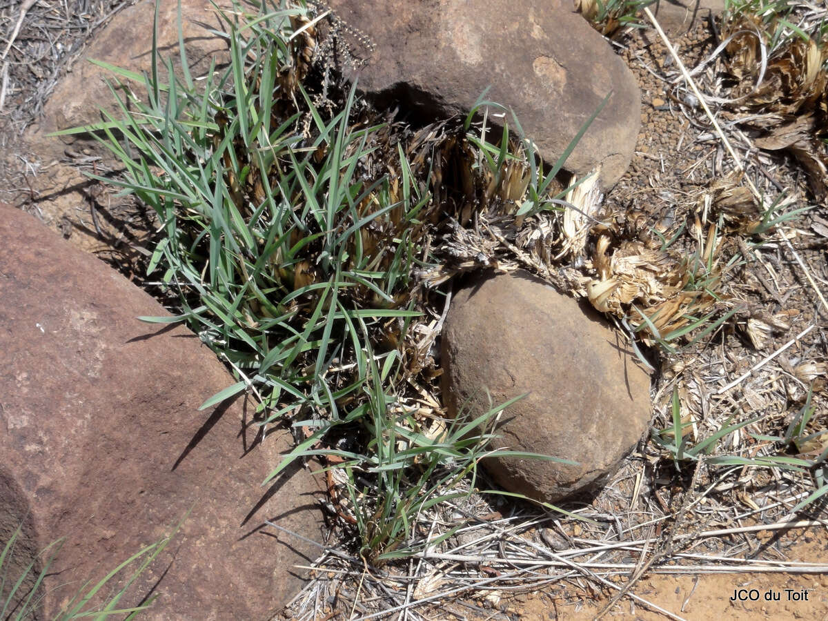 Image of Fan grass