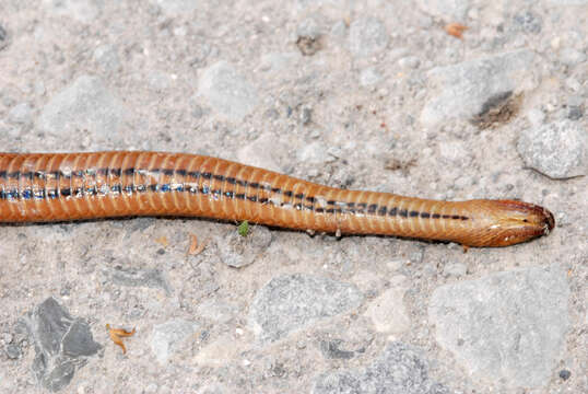 Image of Delta Crayfish Snake