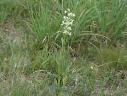 Слика од Platanthera chlorantha (Custer) Rchb.