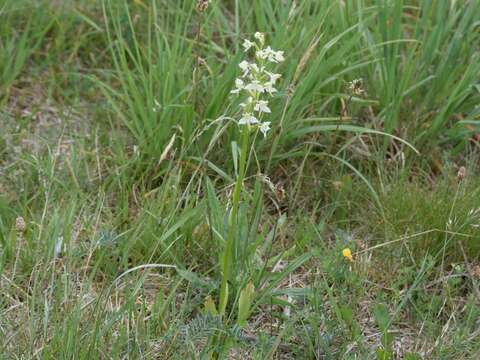 Слика од Platanthera chlorantha (Custer) Rchb.