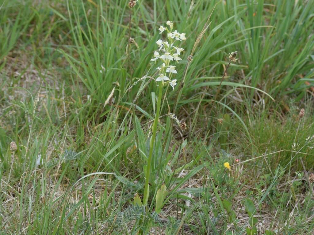 Слика од Platanthera chlorantha (Custer) Rchb.