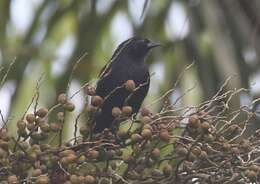 Image of Tawny-shouldered Blackbird