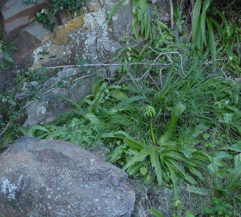 صورة Eucomis autumnalis (Mill.) Chitt.