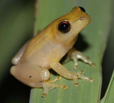 Image of Avoca Reed Frog