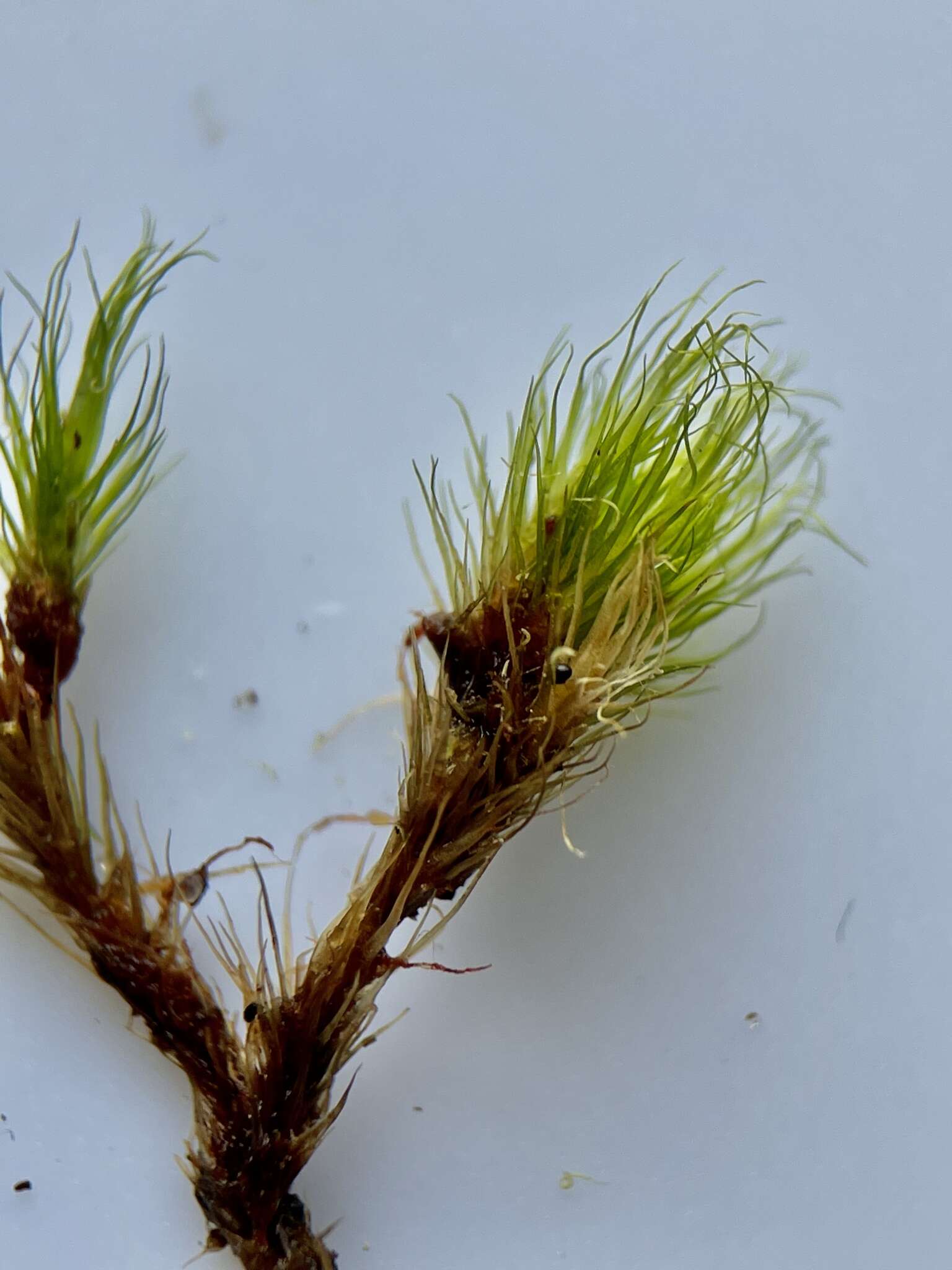 Image of brittle swan-neck moss