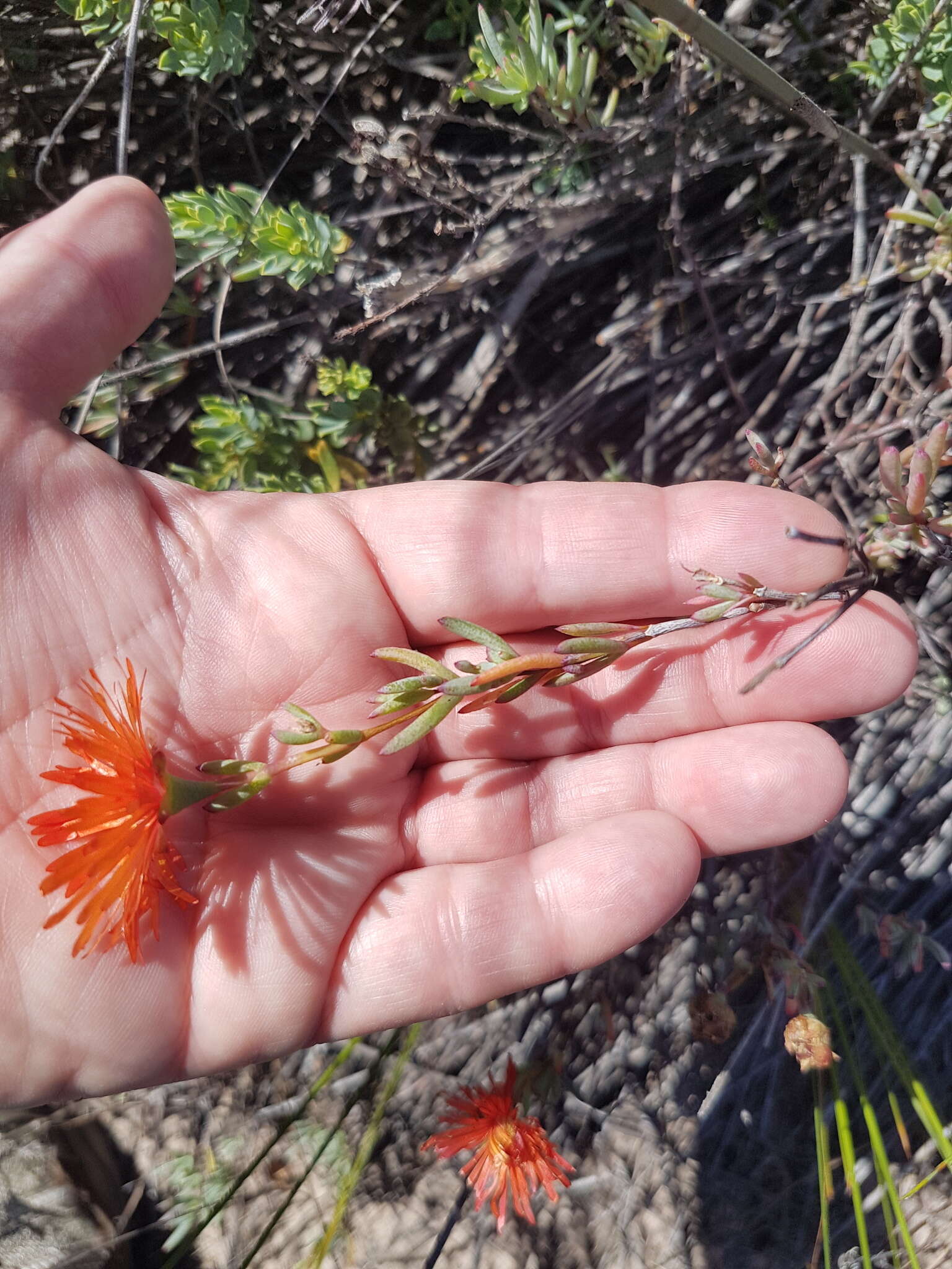 Image of Lampranthus stenopetalus (L. Bol.) N. E. Br.