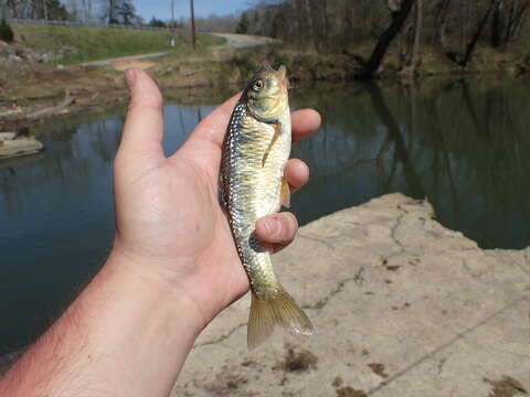 Image of Striped Shiner