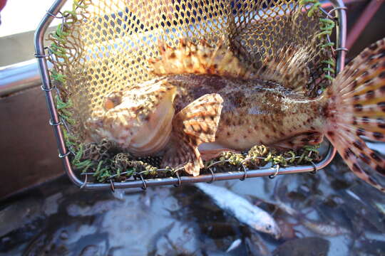 Image of California Scorpionfish