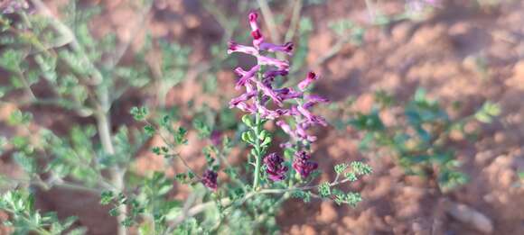 Image of drug fumitory