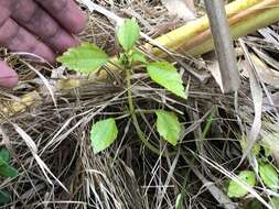 Image of Lesser Clearweed