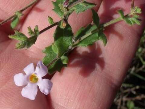 Image de Sutera polyantha (Benth.) Kuntze