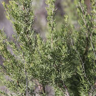 Image of Turpentine Mint-bush