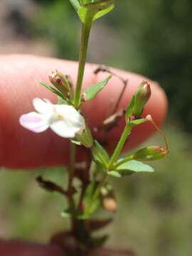 صورة Linderniella nana (Engl.) Eb. Fisch., Schäferh. & Kai Müll.