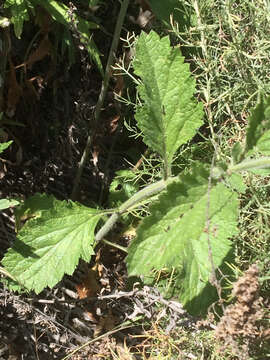 Image of western vervain