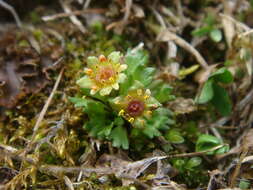 Image of Saxifraga styriaca Köckinger