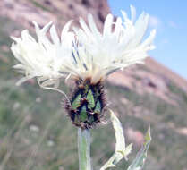 Centaurea cheiranthifolia Willd. resmi