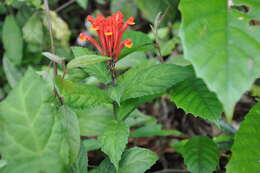 Image de Scutellaria costaricana H. Wendl.