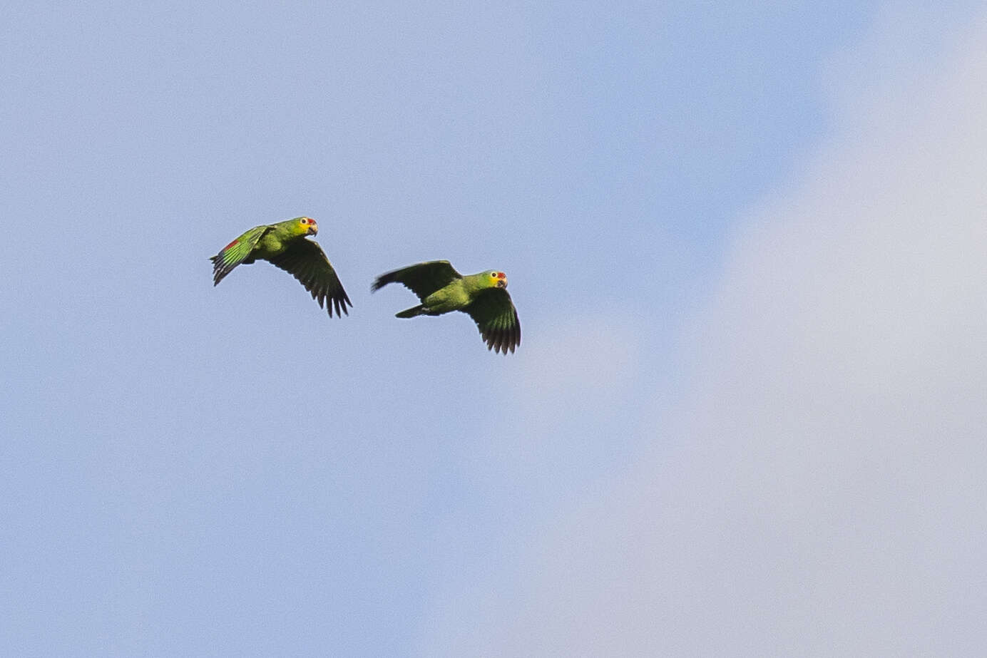 Image of Amazona autumnalis autumnalis (Linnaeus 1758)