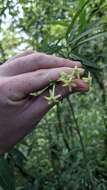 Image of Cestrum cristinae D. A. Soto