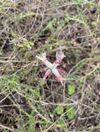 Image de Lachenalia orchioides subsp. orchioides