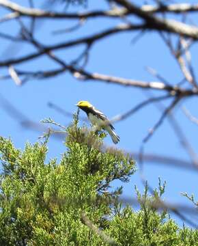 Image of Golden-cheeked Warbler