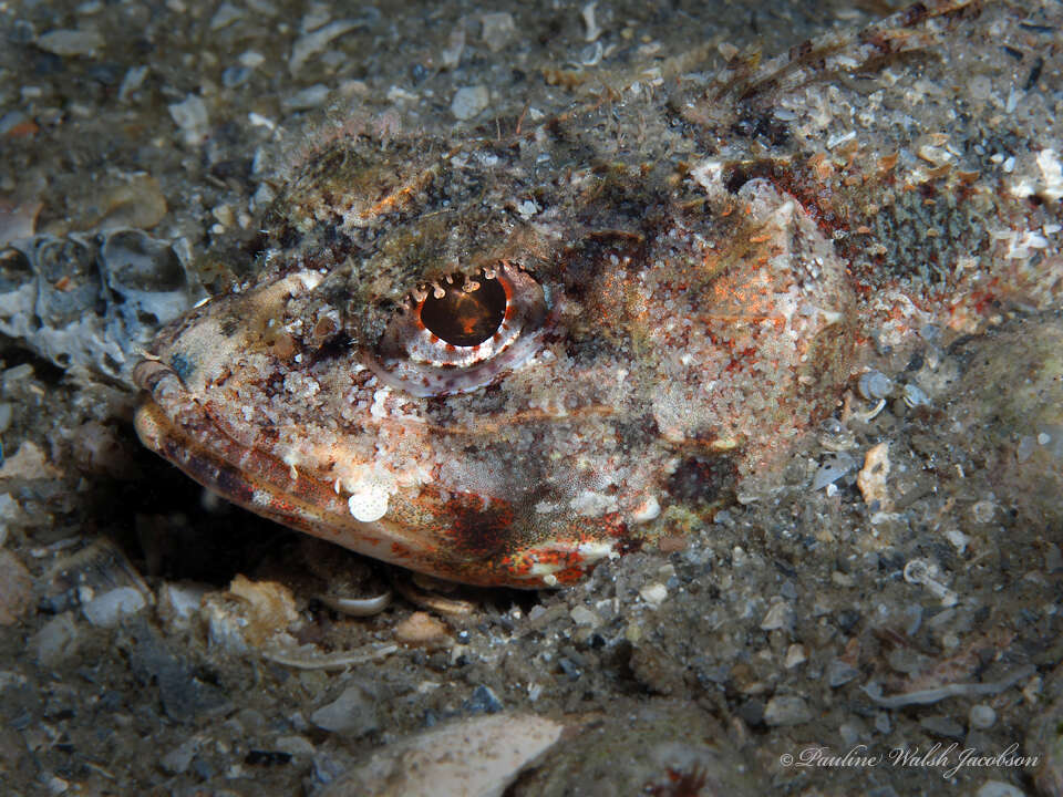 Image of Mushroom Scorpionfish