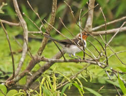 Image of Red-capped Cardinal