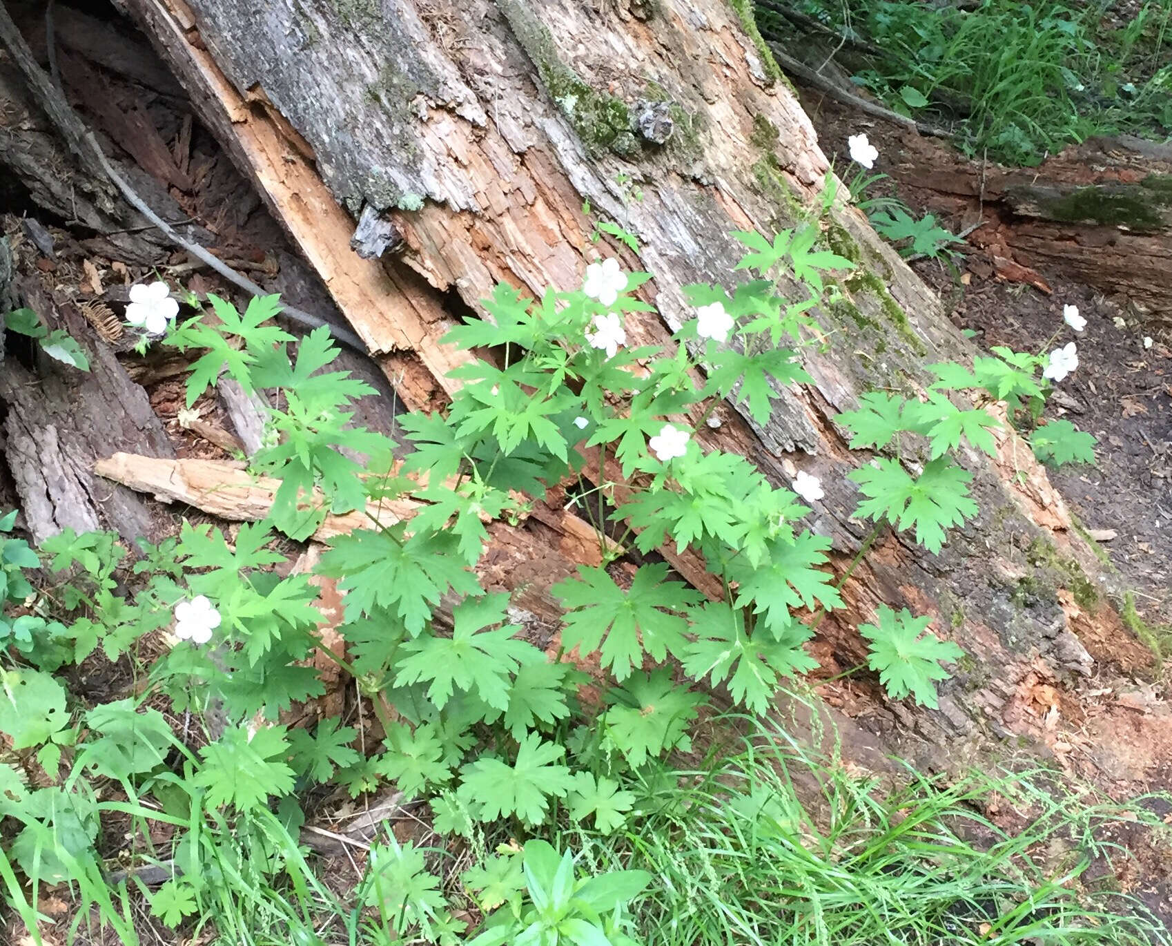 Image of Richardson's geranium