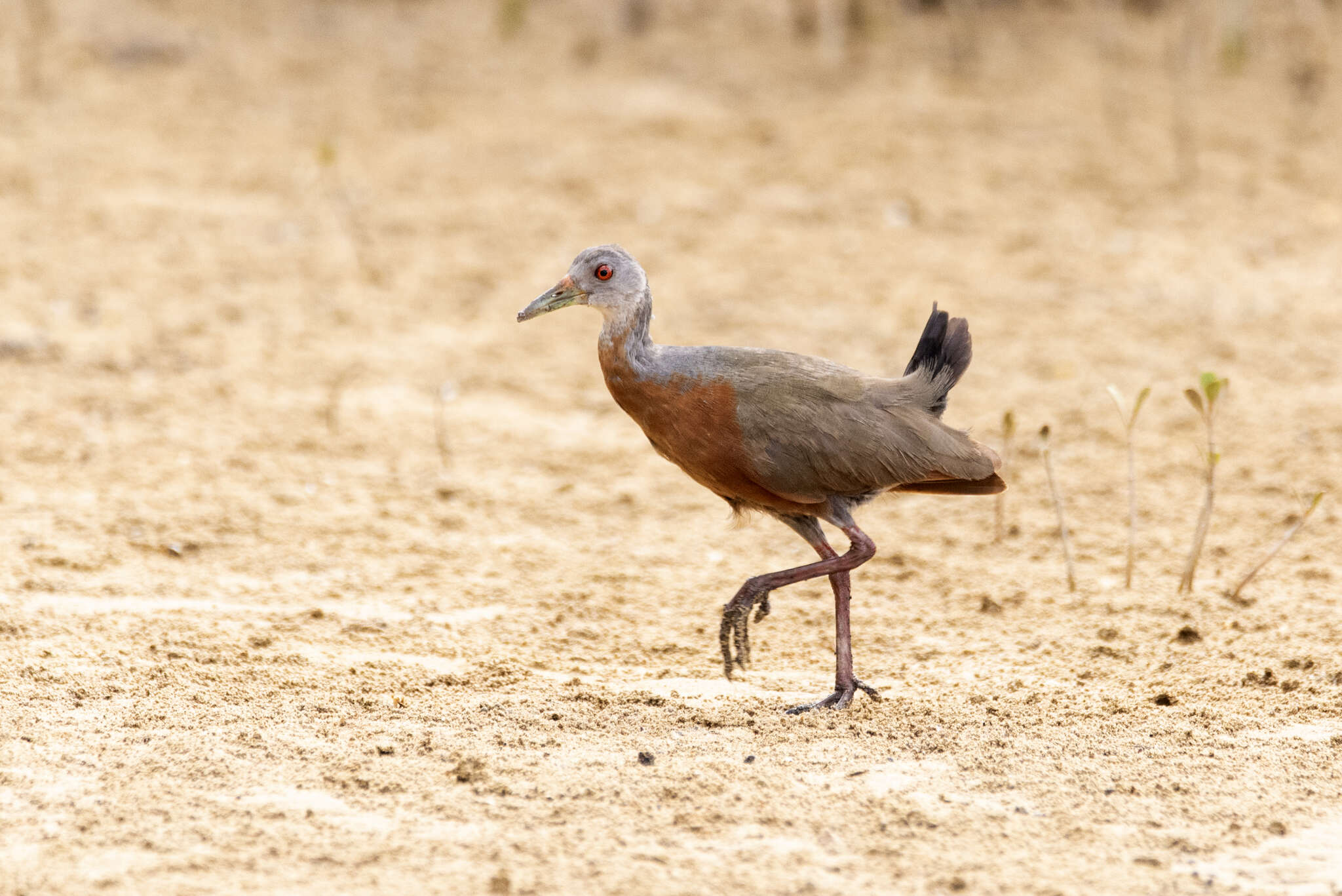 Image of Little Wood Rail