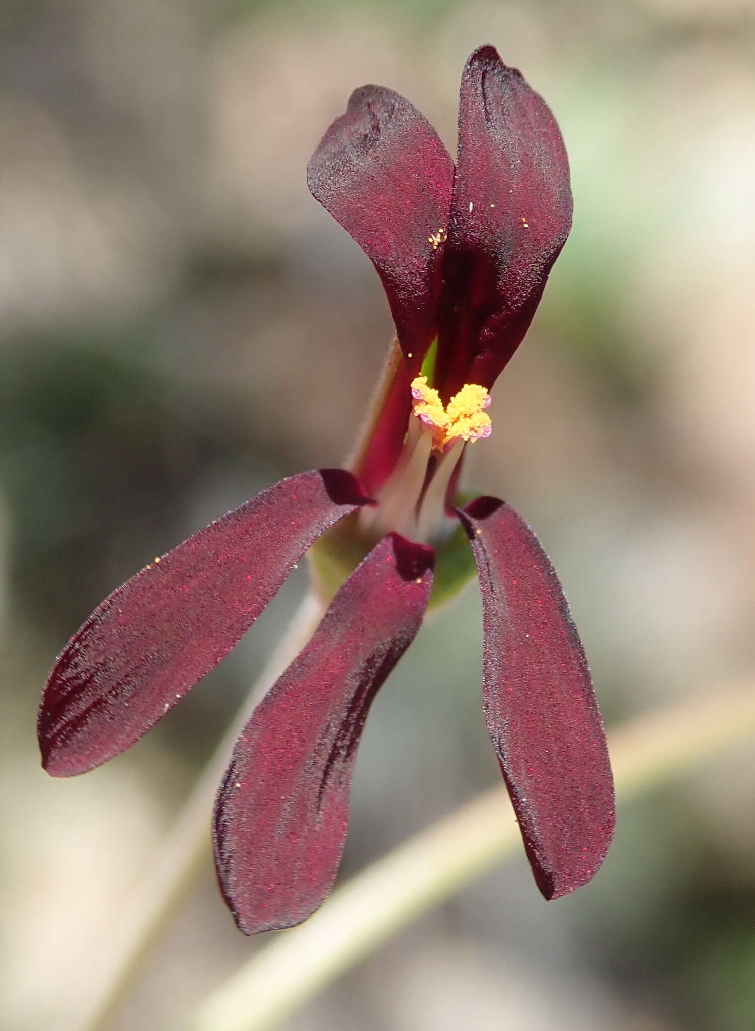 Image of Pelargonium sidoides DC.