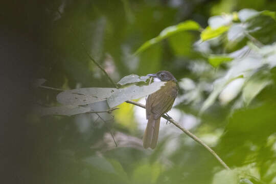 Criniger calurus (Cassin 1856)的圖片