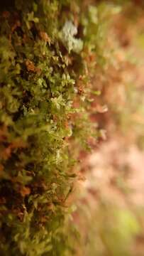 Image of tetraphis moss