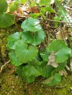 Image of Asarum rosei Sinn