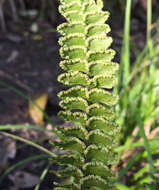 Image de Adiantum hispidulum Sw.