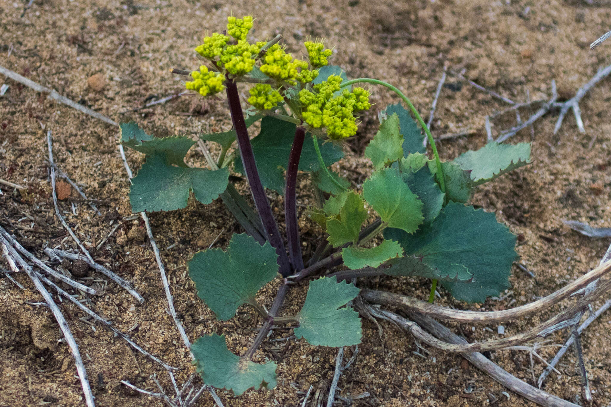 Image of shiny biscuitroot